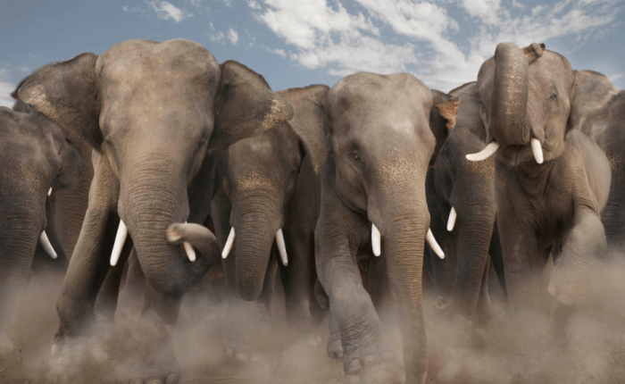 The Elephants Downstairs